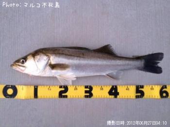 シーバス