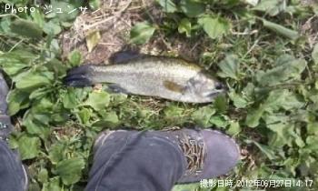 バス