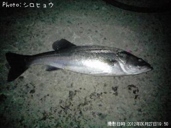 シーバス