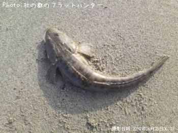 マゴチ