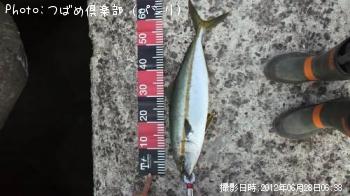 ヒラマサ