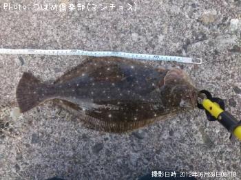 ヒラメ