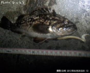 クロソイ