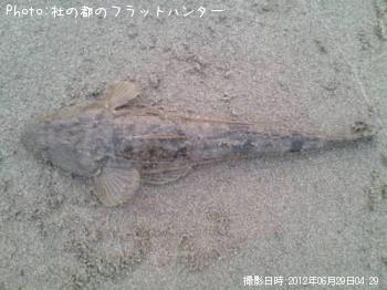 マゴチ