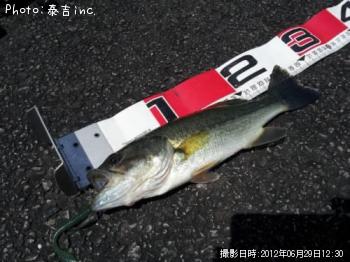 ブラックバス