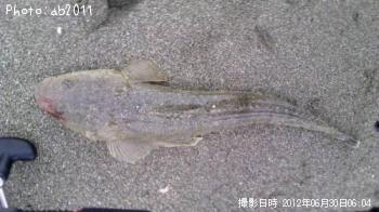 マゴチ