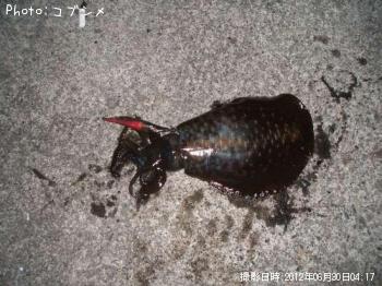 ꥤ