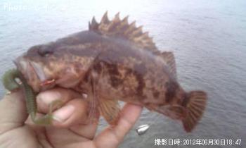 饽Υ