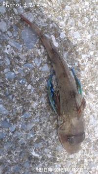ホウボウ
