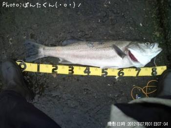 シーバス