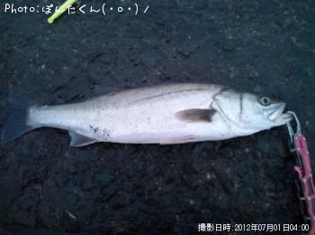 シーバス