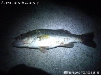 ブラックバス