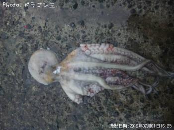 タコ