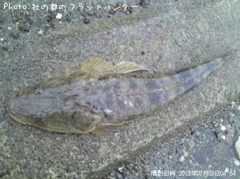 マゴチ