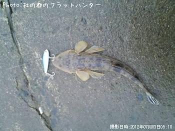 ޥ
