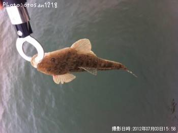 マゴチ
