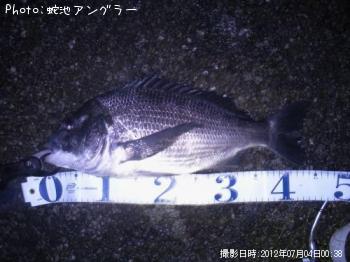 黒鯛