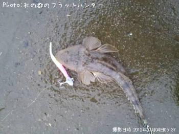 マゴチ