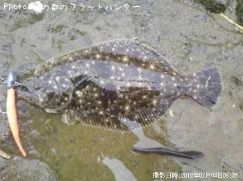 ヒラメ