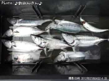 ハガツオ　　青鯵