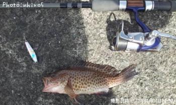 オオモンハタ