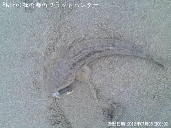 マゴチ