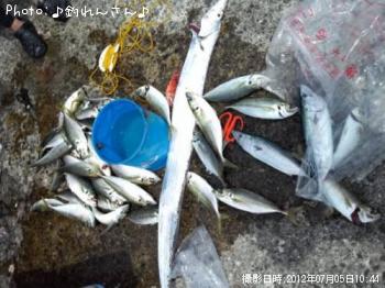 太刀魚　真鯵　ハガツオ