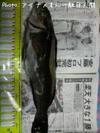 ʥ
