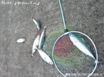 太刀魚　真鯵　ハガツオ