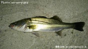 シーバス