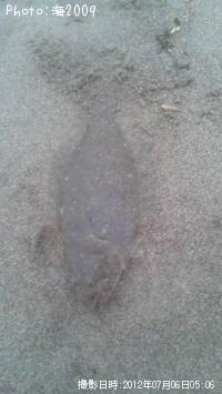 ヒラメ