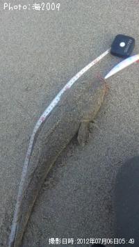 マゴチ