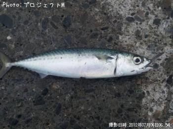 サバ
