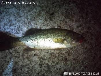 ブラックバス