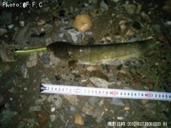 ナマズ