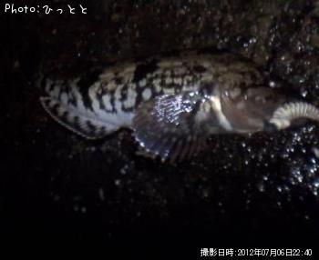 ʥ