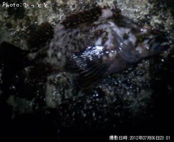 饽