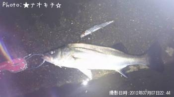 シーバス