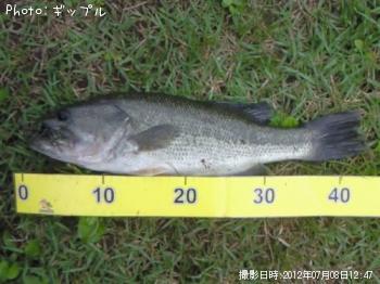 ブラックバス