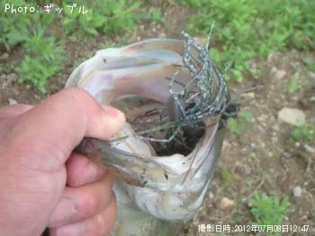 ブラックバス