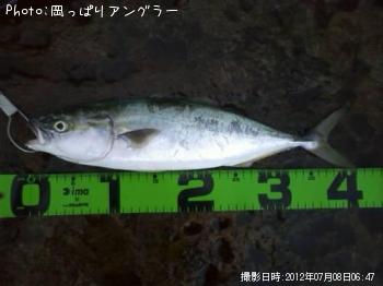 イナダとショゴ