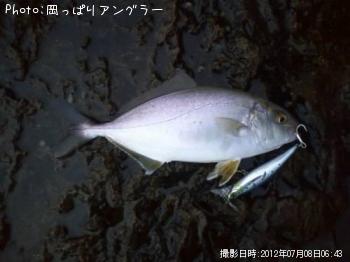 イナダとショゴ