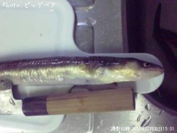アナゴ