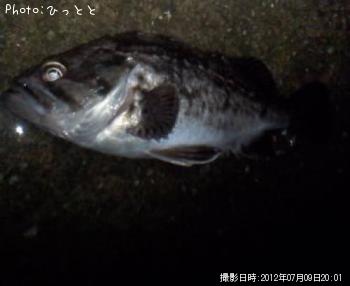 クロソイ