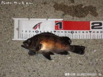 メバル