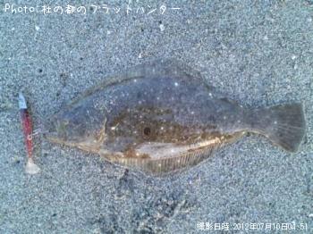 ヒラメ