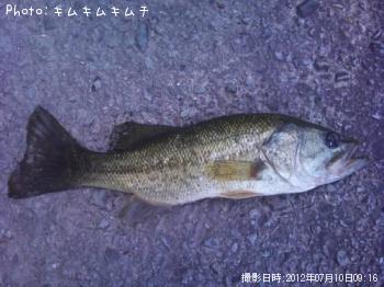 ブラックバス