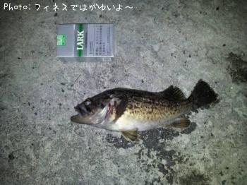 ソイ