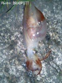 ヤリイカ