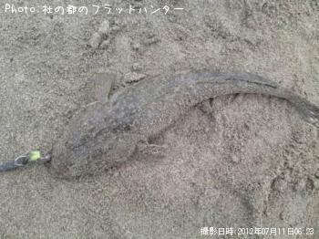 マゴチ
